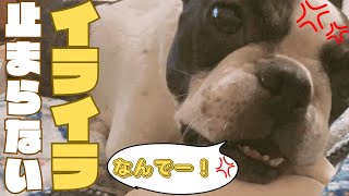 ご機嫌斜めな愛犬🐶💢