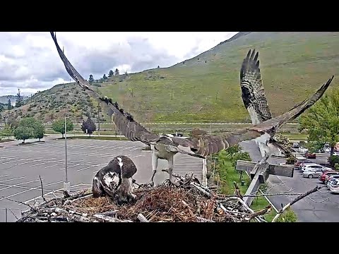 Finnegan Defends Hellgate Territory While Carrying Stick | May 30, 2024