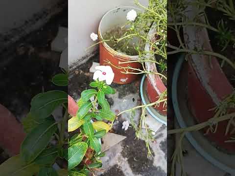 # beautiful flower 🌸 🌸🌸🌸🌸