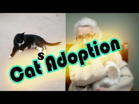 Cats Adoption - 20+ The Oldest Cats Adopted By People With Biggest Hearts