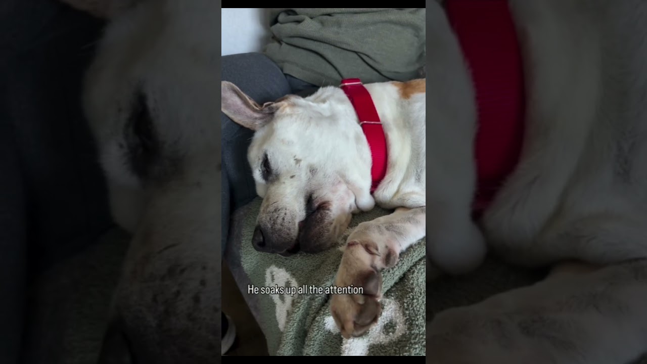 Enlarge Puppy -- URGENT! LONGTIME RESIDENT!, a ADOPTABLE Pit Bull Terrier in Thousand Oaks, CA video 2/2