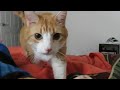 Cat Tells Me To Wake Up