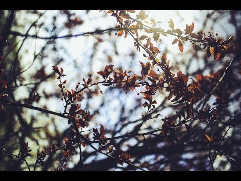 「 FMV 」Spring (봄) - Davichi / #BonLu ❀
