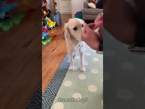 #dog #dogs #animals #shortvideos #shorts #shortsfeed #viral #fyp #viralvideo #viralshorts #fypシ
