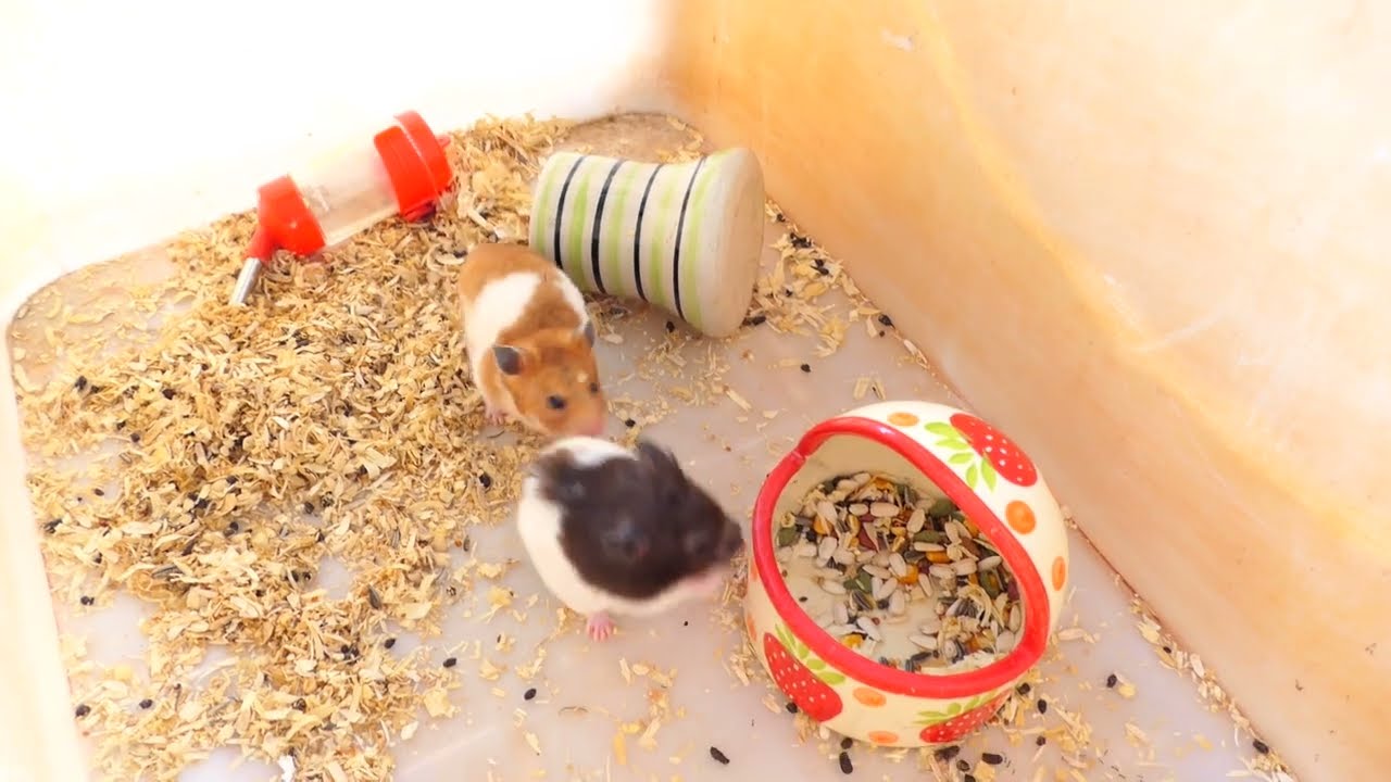 Hamsters Daily Activity, Adorable Hamsters Looking For Food After Wake Up