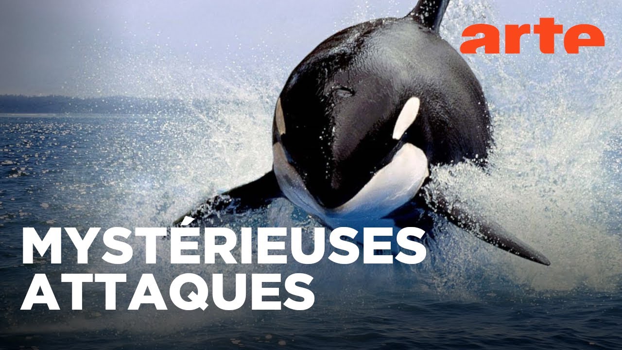 Orques de Gibraltar : d'étranges attaques | Documentaire (2023) | ARTE