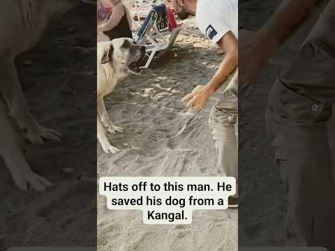 WWYD? Man stops big Kangal from attacking his dog! wow! #kangal #dog #shorts