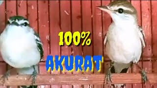 Download lagu CARA MEMBEDAKAN BURUNG KAPASAN KEMIRI jantan dan betina mp3