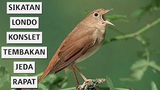 Download lagu MASTERAN UNTUK BURUNG JUARA !! SIKATAN LONDO KONSLET SUARA JERNIH mp3 Download lagu MASTERAN UNTUK BURUNG JUARA !! SIKATAN LONDO KONSLET SUARA JERNIH mp3