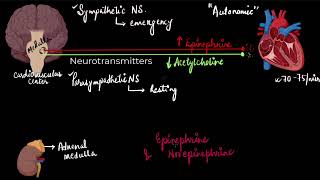 Regulation of cardiac activity | Body fluids and circulation | Biology | Khan Academy