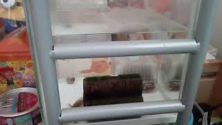 ウーパー動画久々だー