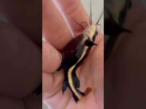 Watch BEFORE you buy a REDTAIL CATFISH #short #shorts #animals #fish