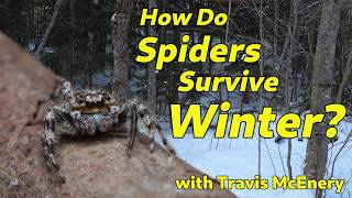 How Spiders Survive Winter is Cooler Than You Think