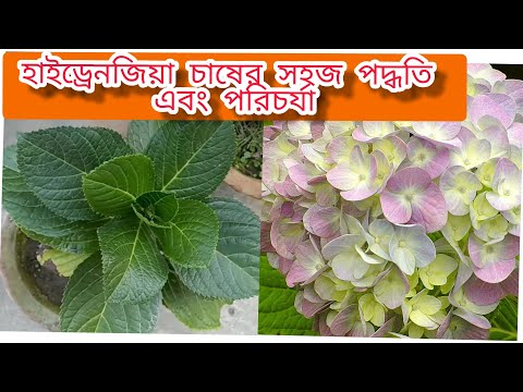 হাইড্রেনজিয়া চাষ পদ্ধতি এবং সহজ  পরিচর্যা #Easy care of hydrangia@Roof_Gardening