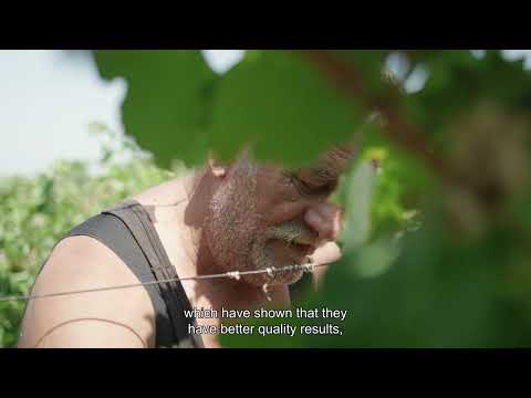 CRETAN WINES - PGI CRETE -ΠΓΕ ΚΡΗΤΗ 3