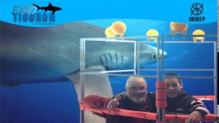 DIA 2 Expo Tiburon144