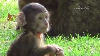 preview picture of video 'Baby Monkey from the Monkey Forest In Trentham'