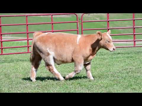 Blue & Gold- Lucey Hi Ho Silver