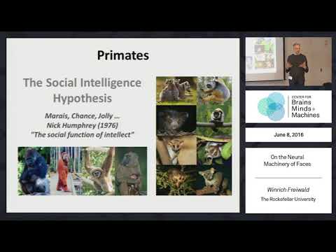 On the Neural Machinery of Faces