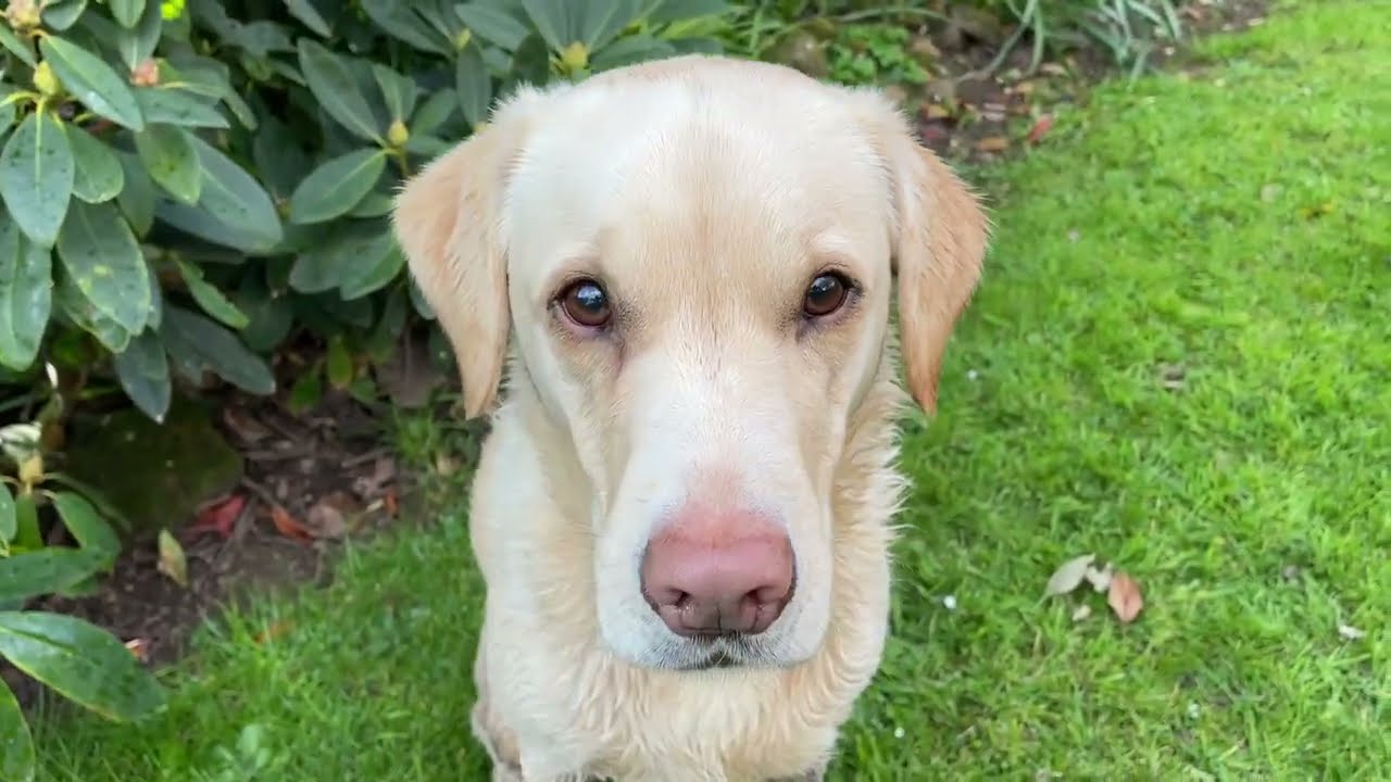 Olive and Mabel - keeping up appearances.