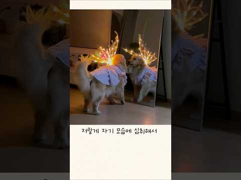 견주가 허리가 휘어도 행복한 이유