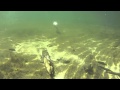 Duck Swimming Underwater
