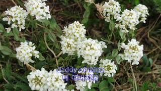 That Silver Haired Daddy of Mine - Simon and Garfunkel: with Lyrics(가사번역)||흰머리의 내 아버지
