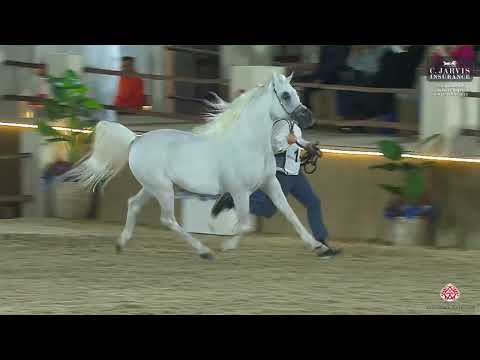 N 144 SULTAN AL RAYYAN   12th Qatar International Arabian Peninsula Horse Show 2023   Stallions 7+ Y
