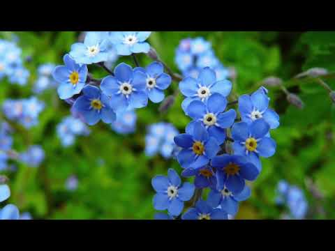 Fortget-me-not - Melodius Pieces (Wilhelm Popp) flute : Kirio Matsuda