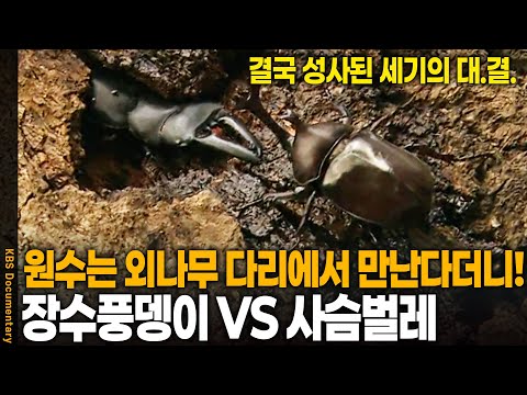 올 것이 왔다! 드디어 성사된 장수풍뎅이 VS 사슴벌레 세기의 대결! | KBS 20120229 방송