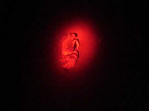crabs on beach at night 2 mp4