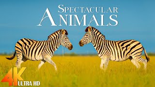 Animals Of The World 4K - Scenic Wildlife Film With Calming Music - Relaxing Animals 4K