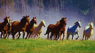 1 Hour Relax with WILD HORSES (Mustang) &amp; Music