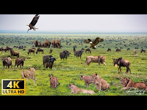 African Animals: Bwabwata National Park, Namibia Scenic Wildlife Film With Real Sounds