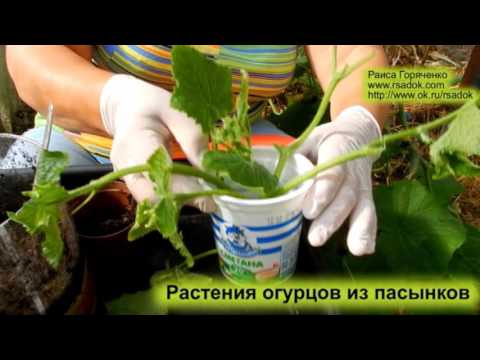 , title : 'Растения огурцов из пасынков'