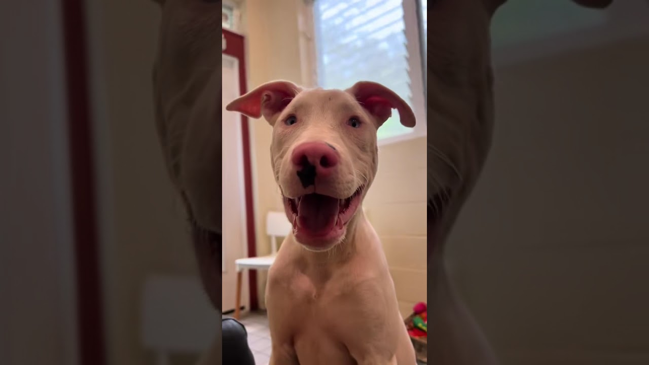 Peppa, a Adoptable Mixed Breed in Kailua Kona, HI video 6/6
