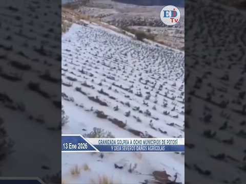 Granizada golpea a ocho municipios de Potosí y deja severos daños agrícolas
