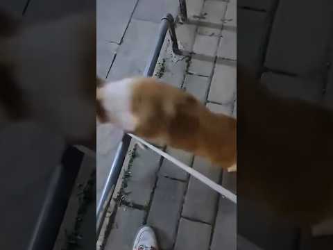 【ややこしな】#犬 #かわいい #笑える #かわいい #可愛い #shorts #散歩