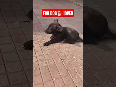 This video## for dog 🐕 lovers ##pranati creation ##subscribe