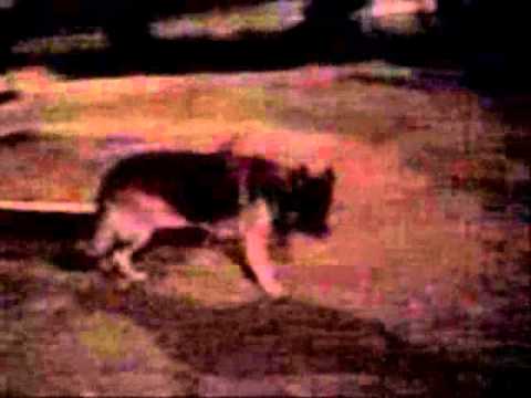 Something In The Dark (2007 original video)