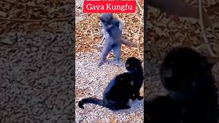 Download lagu Kucing Lucu Berantem Dengan Jurus Kungfu mp3
