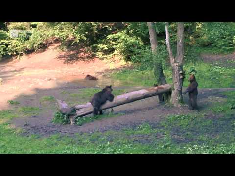 Short Bear Watching Experience from Brasov