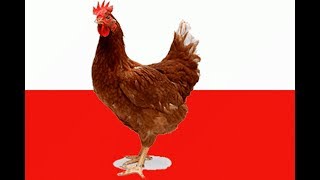 l 15+ l Polská písníčka pro děti l (kokot) l l 15+ l Polská písníčka pro děti l (kokot) l