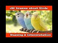#43 Dreams about Birds - Meaning and Interpretation