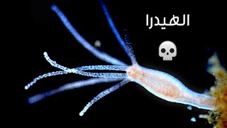 ظهور كائن الهيدرا المرعب في حوض الشريمب