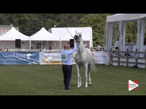 N.43 MAGIC MA CHERIE - Chantilly 2015 AWC - Mares 7 years old and above (Class 5)