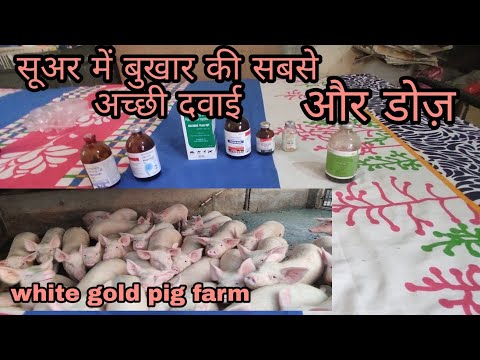Temperature in pigs || pig farm|| fever in pigs || pig farming ||