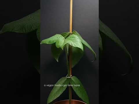 🌱 AMAZING MUNG BEAN TIME LAPSE!!! 🌿