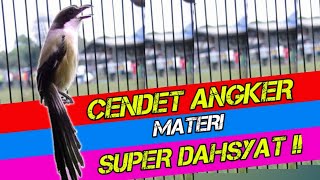 Download lagu CENDET ANGKER MEWAHH PUOLL‼️Milik Edy Java BC Situbondo,dijamin terpesona dengan materi dahsyatnya! mp3
