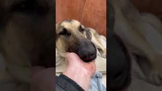 Video preview image #1 German Shepherd Dog Puppy For Sale in Boonton, NJ, USA